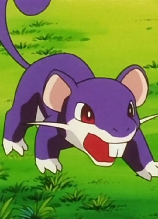 Rattata Pokémon