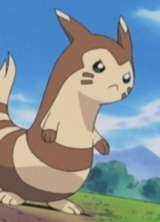 Furret Pokémon