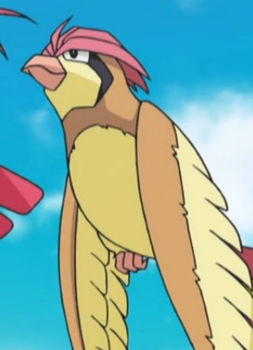 Pidgeotto Pokémon