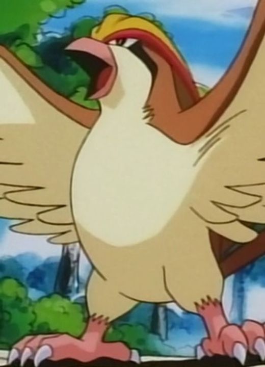 Pidgeot Pokémon